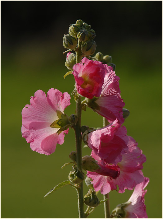 Stockrose (Alcea rosea)