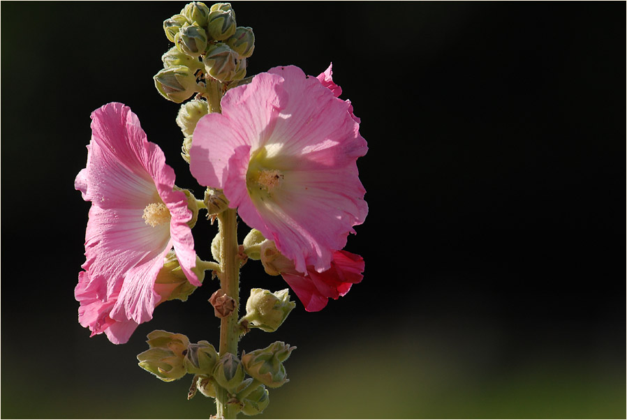 Stockrose (Alcea rosea)