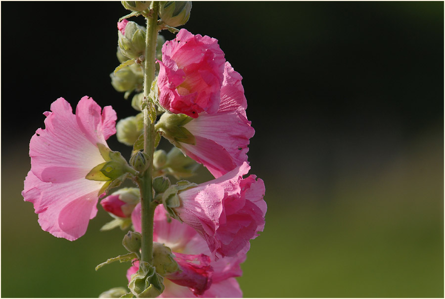 Stockrose (Alcea rosea)