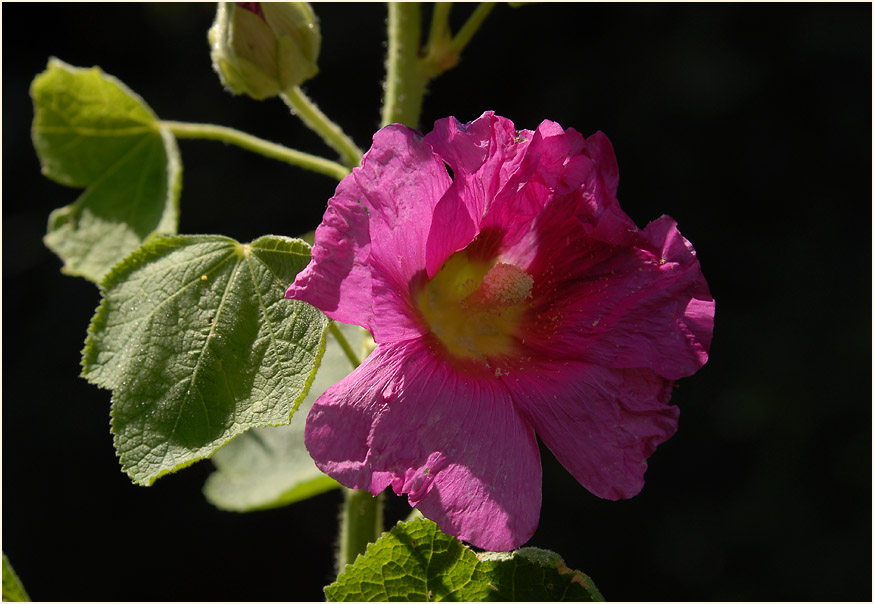 Stockrose (Alcea rosea)