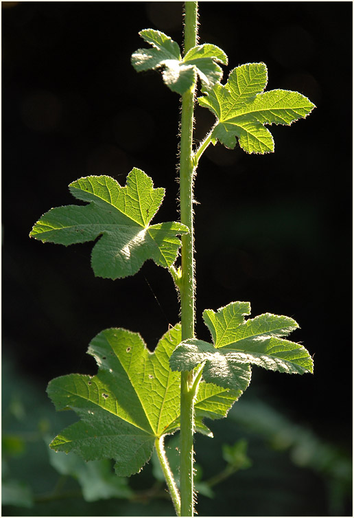 Stockrose (Alcea rosea)