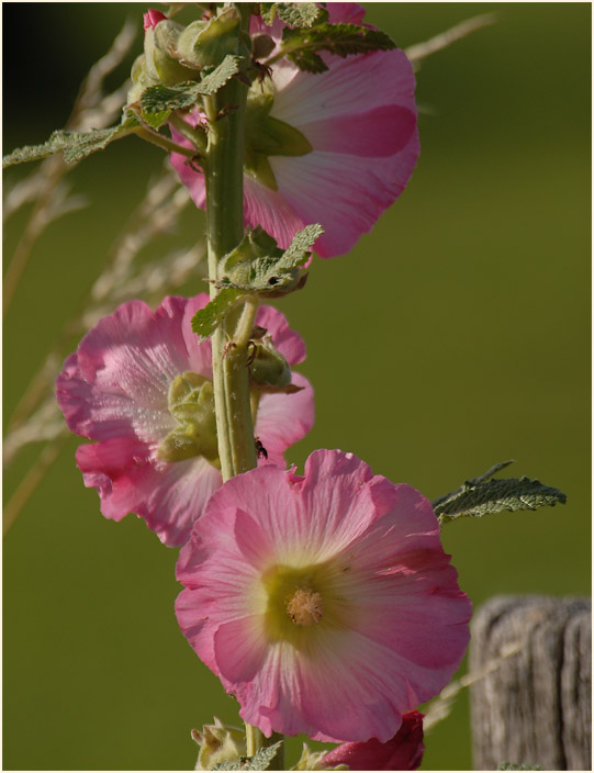 Stockrose (Alcea rosea)