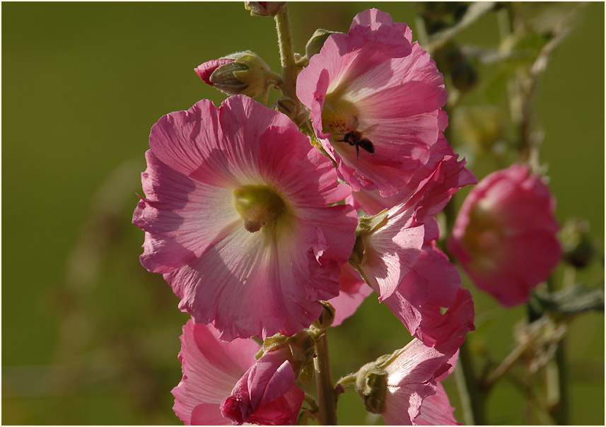 Stockrose (Alcea rosea)