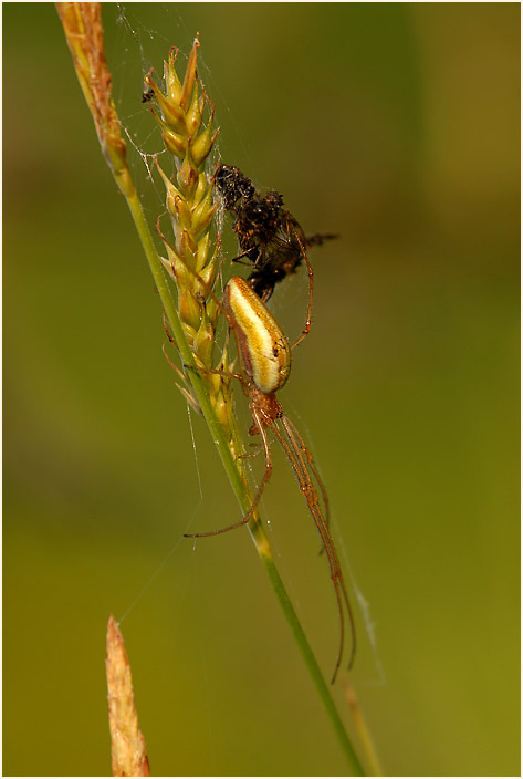 Streckerspinne