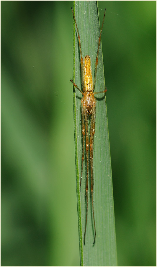 Streckerspinne