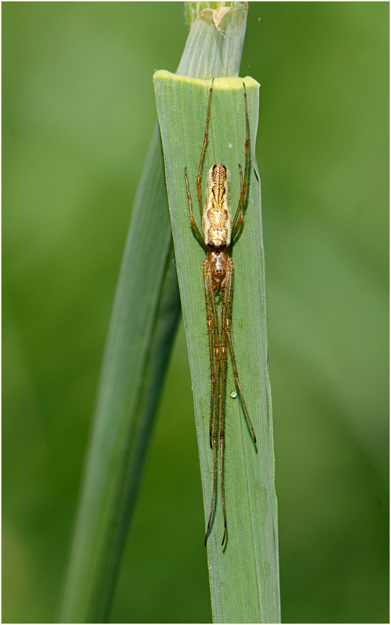 Streckerspinne