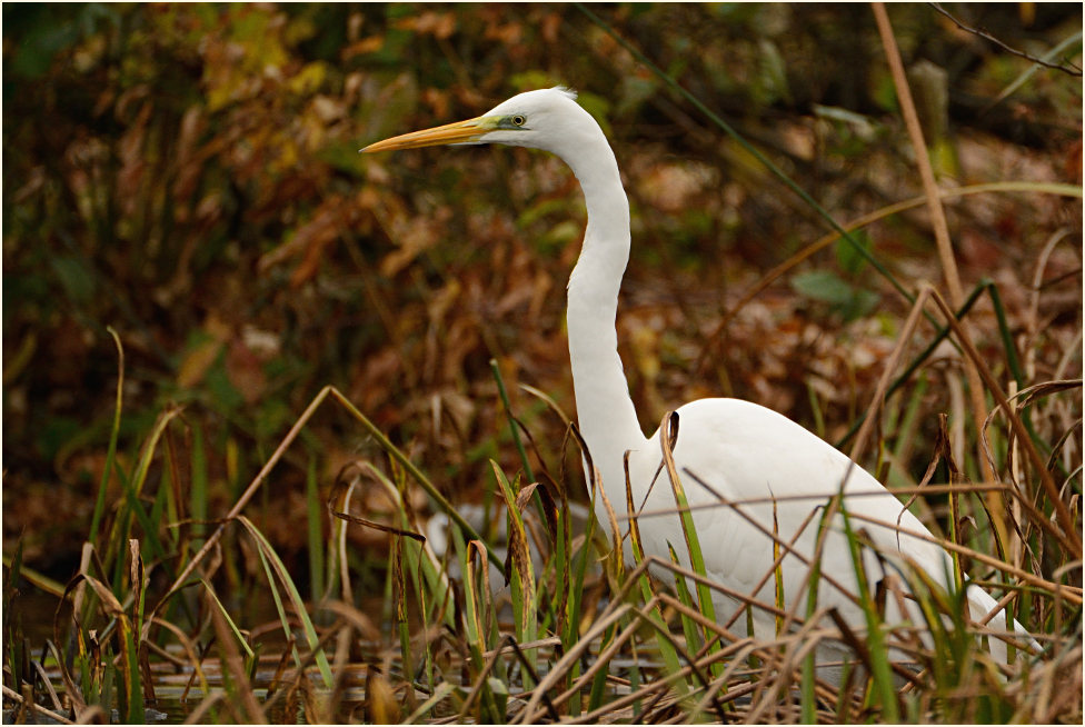 Silberreiher, Südpark Düsseldorf