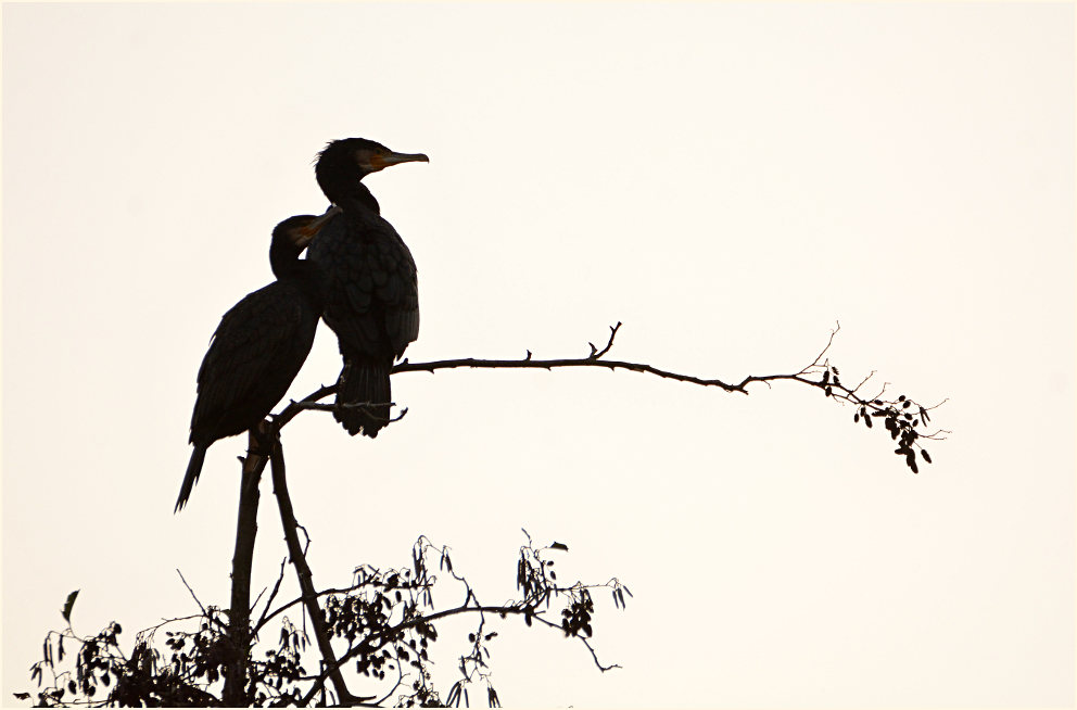 Kormorane am Schlafplatz, Südpark Düsseldorf