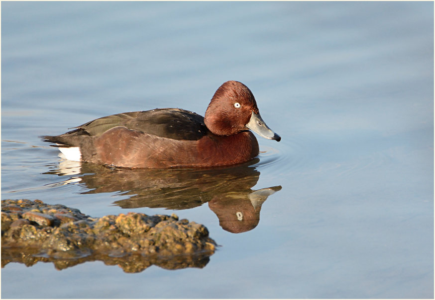 Moorente, Südpark Düsseldorf