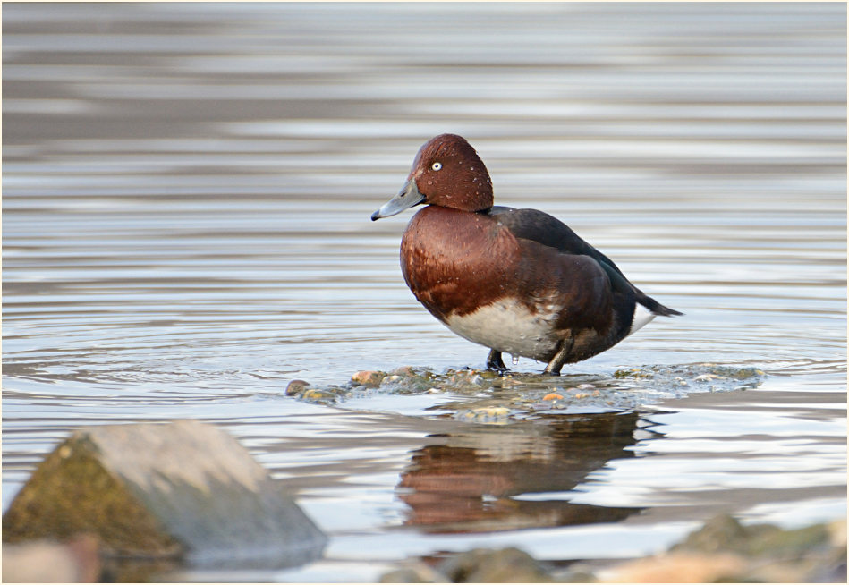 Moorente, Südpark Düsseldorf
