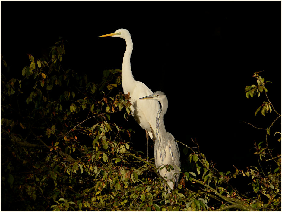 Grau- und Silberreiher, Südpark Düsseldorf