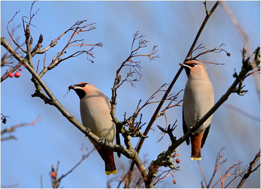 Seidenschwänze, Südpark Düsseldorf
