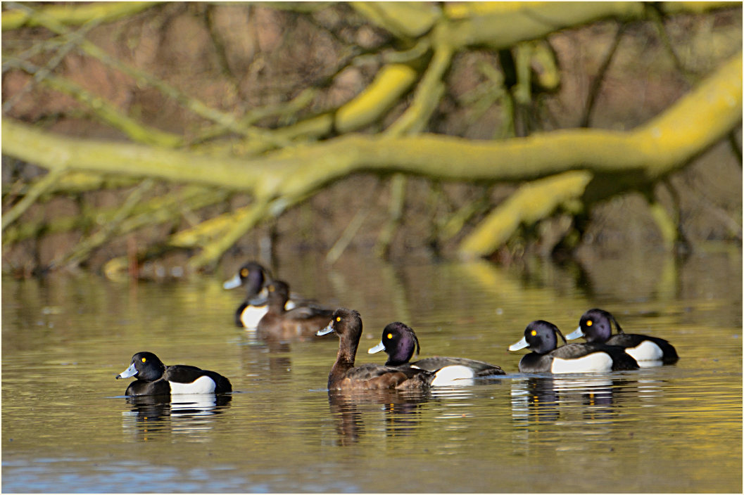 Reiherenten, Südpark Düsseldorf