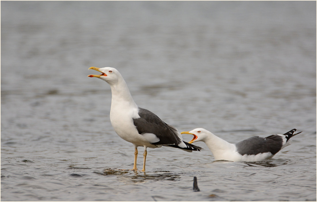Heringsmöwen, Südpark Düsseldorf