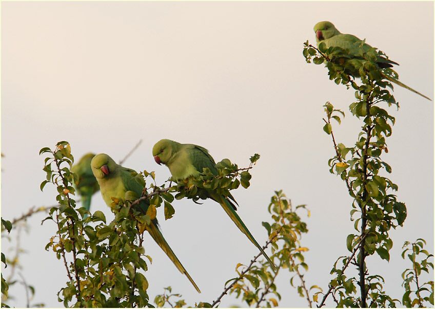 Halsbandsittiche im Südpark Düsseldorf