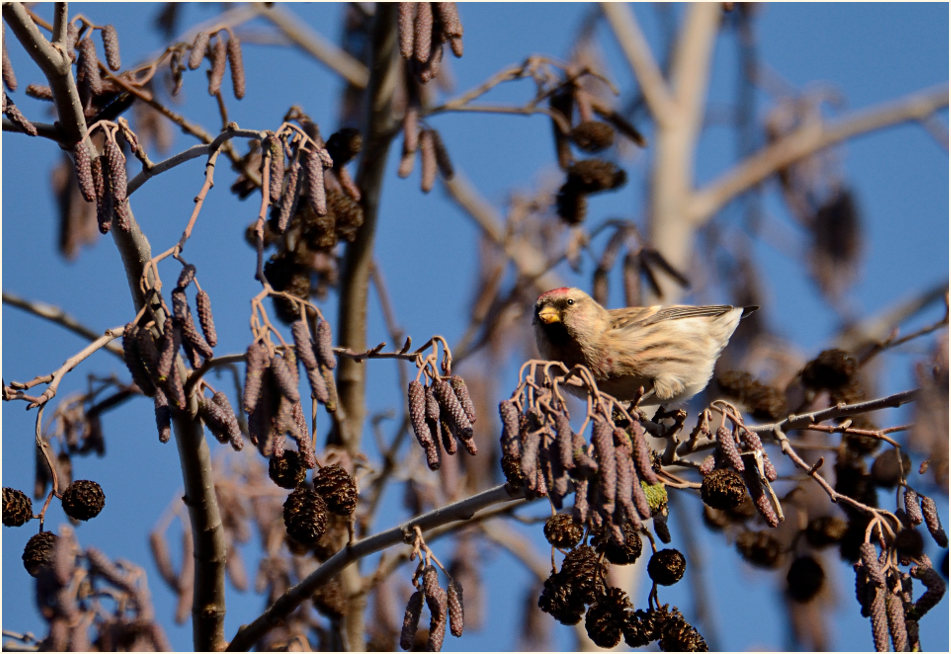 Birkenzeisig, Südpark Düsseldorf