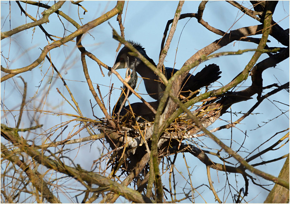 Kormoranpaar, Südpark Düsseldorf