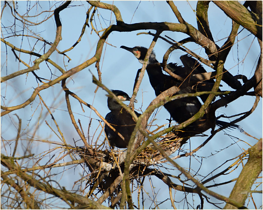 Kormoranpaar, Südpark Düsseldorf