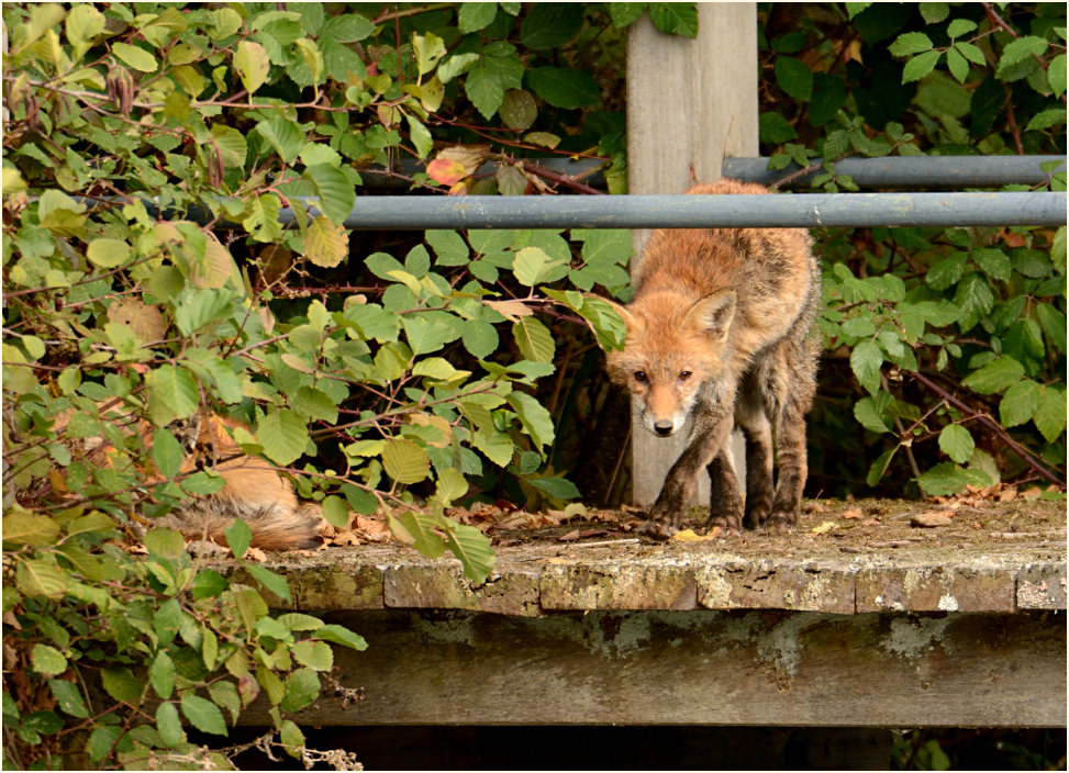 Rotfuchs, Südpark Düsseldorf