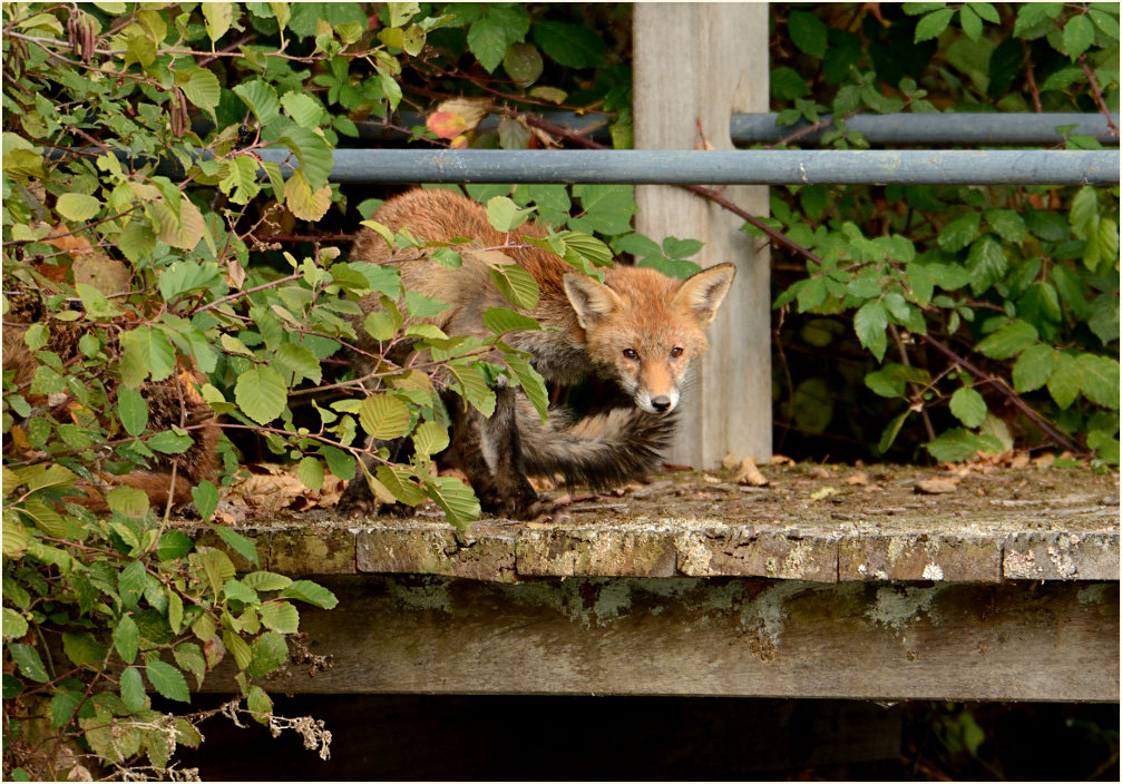 Rotfuchs, Südpark Düsseldorf