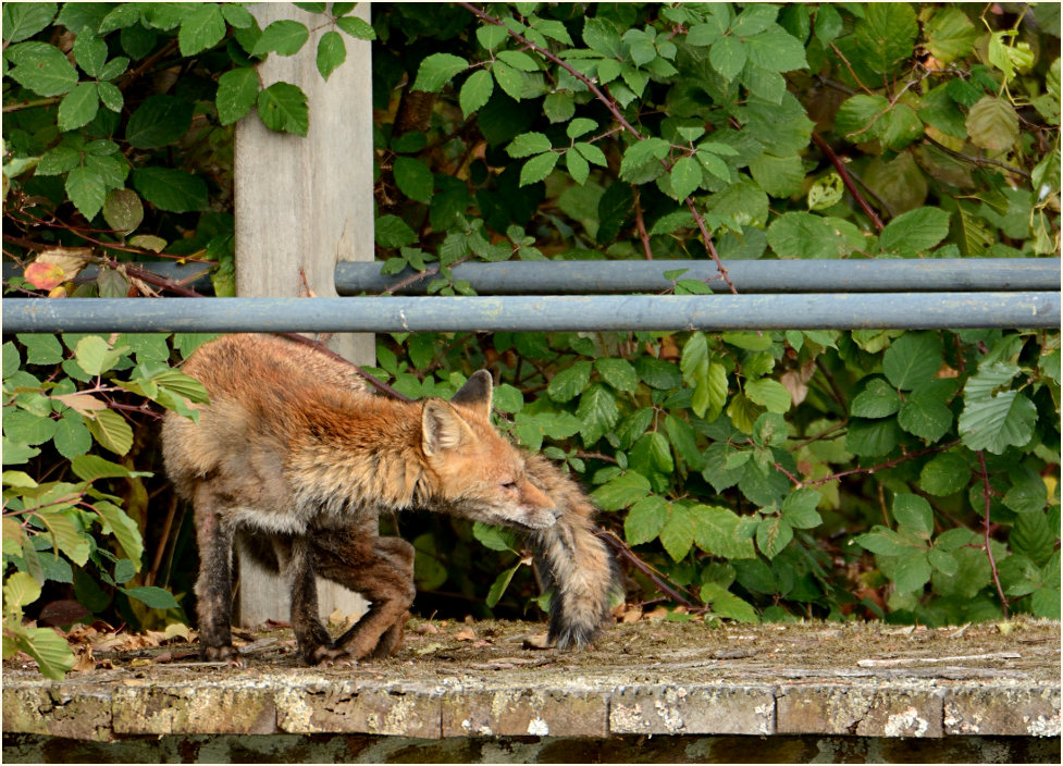 Rotfuchs, Südpark Düsseldorf