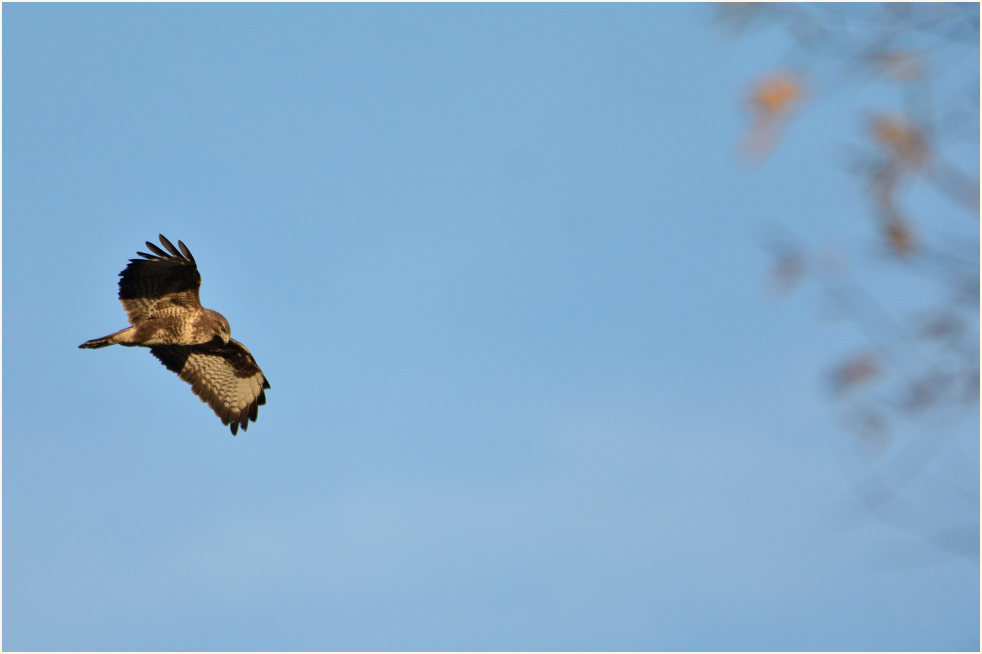 Mäusebussard, Südpark Düsseldorf