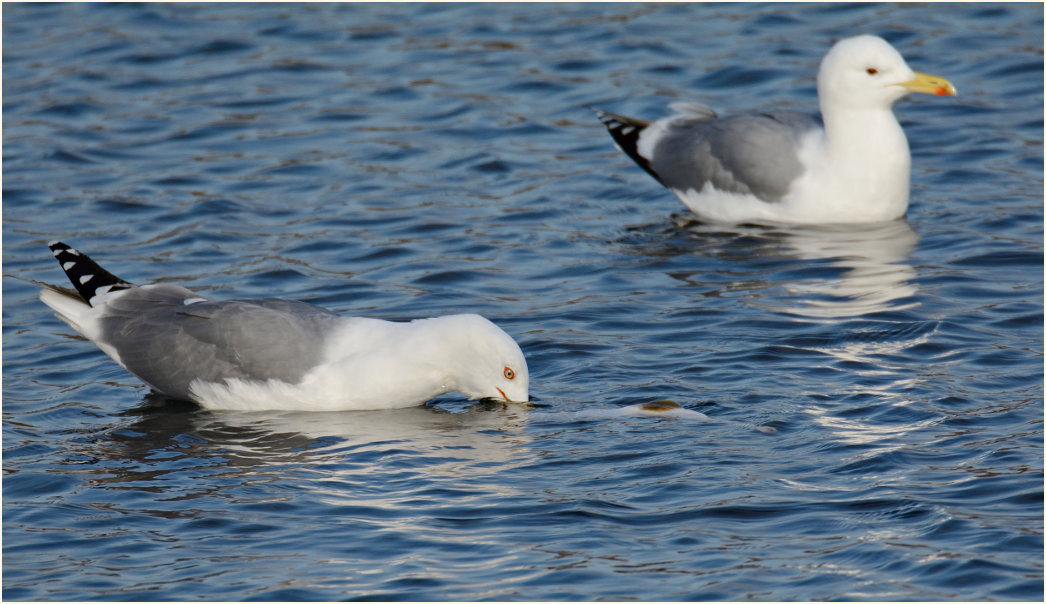 Mittelmeermöwe und Steppenmöwe, Südpark Düsseldorf