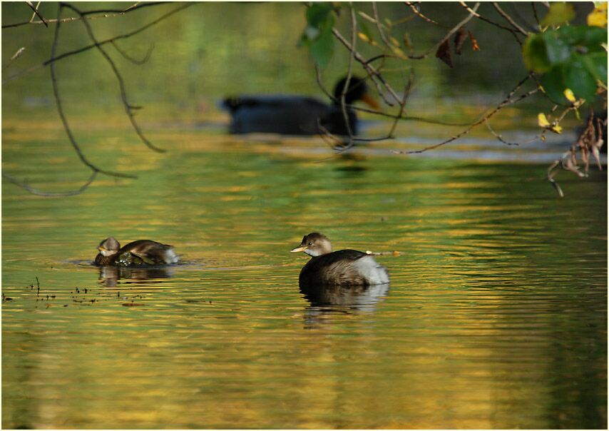 Zwergtaucher im Südpark Düsseldorf