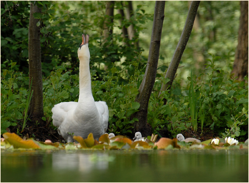 Höckerschwan im Südpark Düsseldorf
