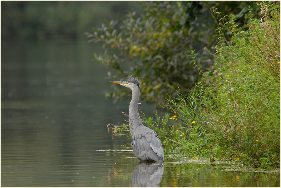 Graureiher im Südpark Düsseldorf