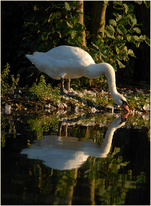 Höckerschwan im Südpark Düsseldorf
