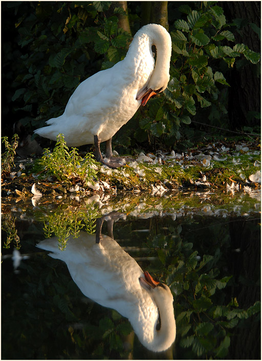 Höckerschwan im Südpark Düsseldorf