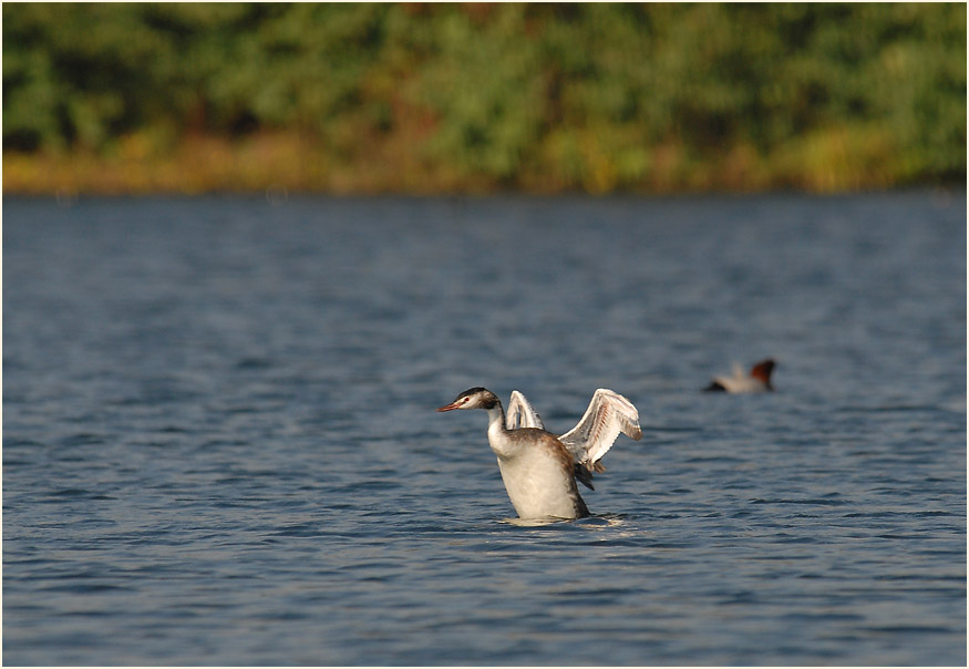 Haubentaucher im Südpark Düsseldorf