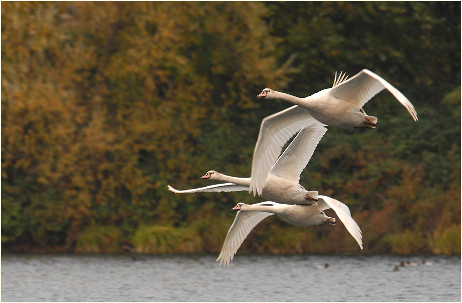 Höckerschwäne im Südpark Düsseldorf