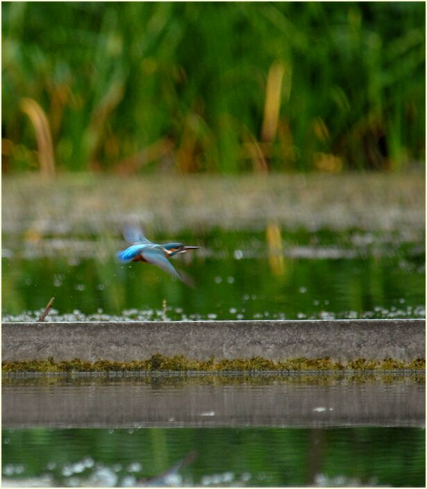 Eisvogel im Südpark Düsseldorf