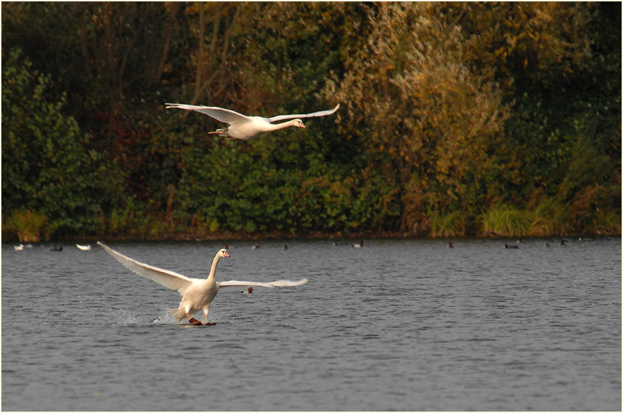 Höckerschwäne im Südpark Düsseldorf