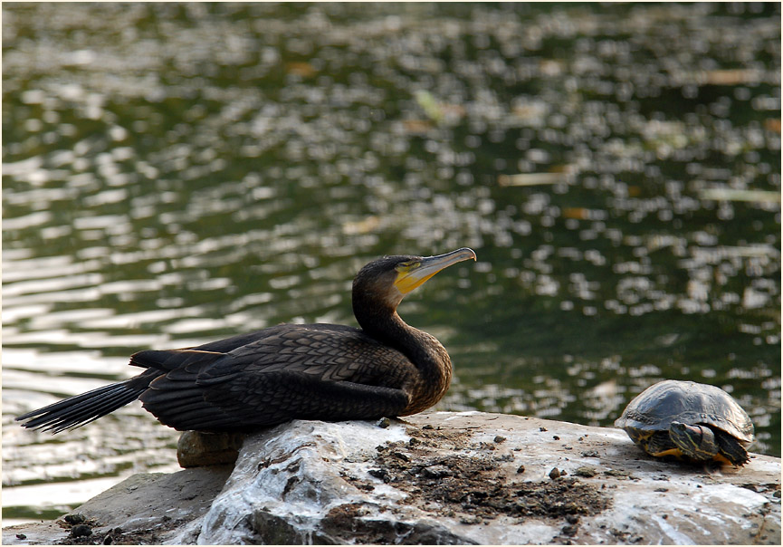 Kormoran, Südpark Düsseldorf