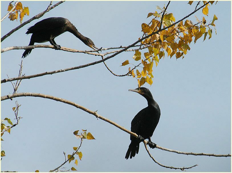 Kormoran, Südpark Düsseldorf
