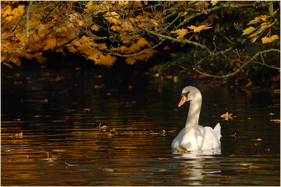 Höckerschwan, Südpark Düsseldorf