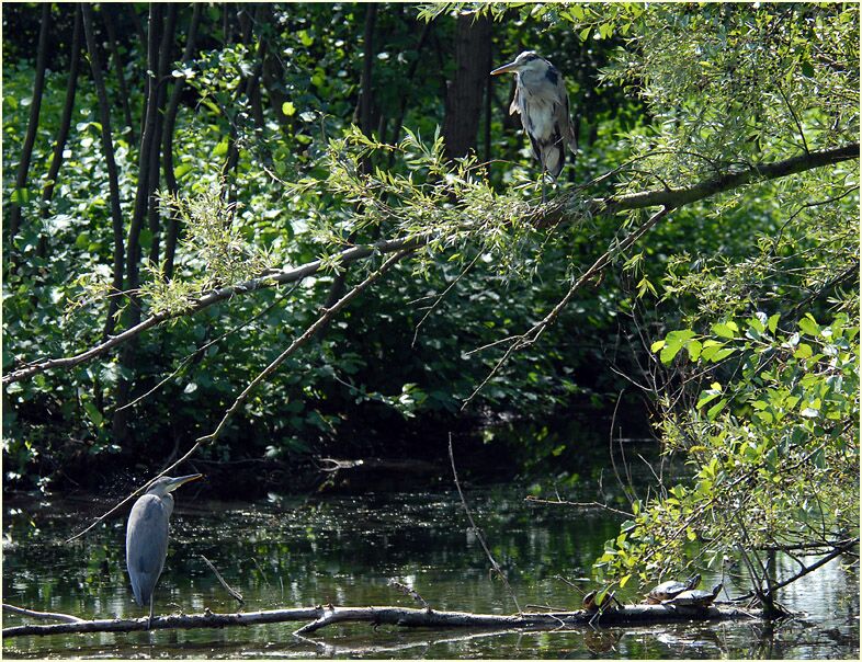 Graureiher im Südpark Düsseldorf