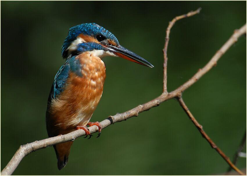 Eisvogel, Südpark Düsseldorf