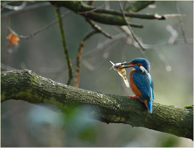 Eisvogel, Südpark Düsseldorf