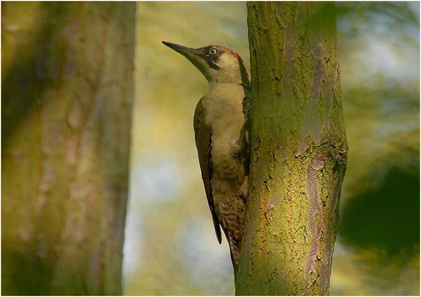 Grünspecht, Südpark Düsseldorf