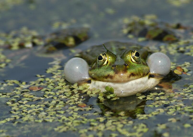 Wasserfrosch, Südpark Düsseldorf