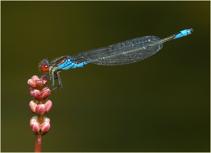 Granatauge, Südpark Düsseldorf