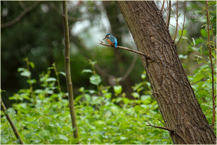 Eisvogel im Südpark Düsseldorf