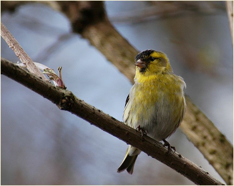 Erlenzeisig, Südpark Düsseldorf