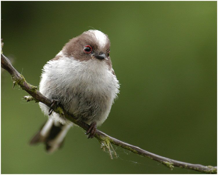 Junge Schwanzmeise, Südpark Düsseldorf