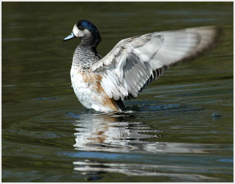 Chilenenpfeifente, Südpark Düsseldorf