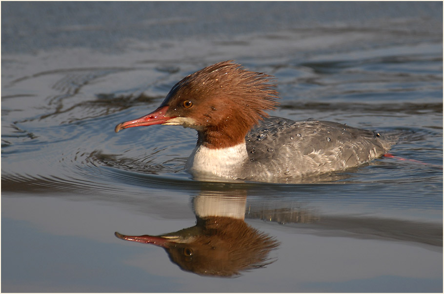 Gänsesäger, Südpark Düsseldorf